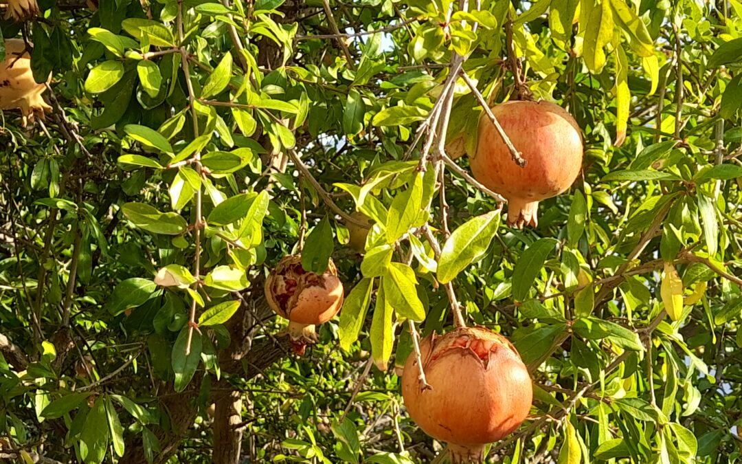 Fruita de tardor